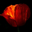 Thumbs Mohn-ba-2625 in Flower-Art