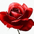 Thumbs Rose-weiss-6499 in Flower-Art