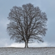 Thumbs Winter-baum-7928 in Outdoor still life